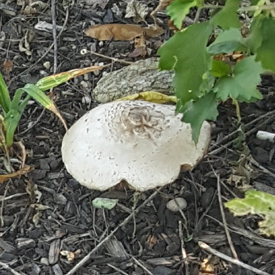 Behold the Power of the Mushroom
